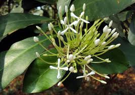 Image result for Ixora laurentii