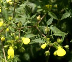 Image result for Calceolaria tripartita