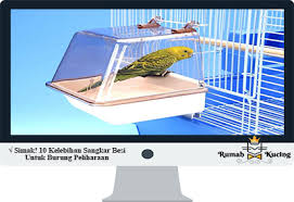 Maybe you would like to learn more about one of these? Simak 10 Kelebihan Sangkar Besi Untuk Burung Peliharaan