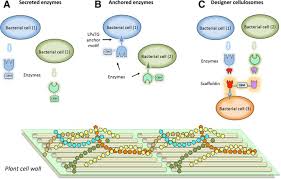 Streptococcus pneumoniae np112 np112.contig.7, whole genome shotgun sequence. A Combined Cell Consortium Approach For Lignocellulose Degradation By Specialized Lactobacillus Plantarum Cells Biotechnology For Biofuels Full Text