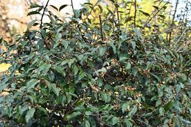 庭木図鑑 植木ペディア