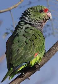 Image result for Parochetus africanus