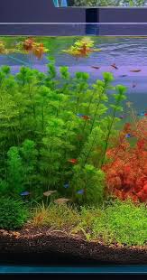 Image result for Limnophila indica