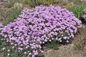 Image result for Lampranthus spp.