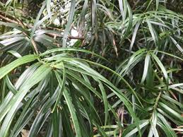 Image result for Podocarpus latifolius