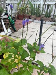 Image result for Stachytarpheta indica