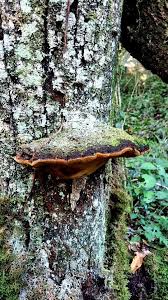Image result for Phellinus rimosus