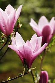 Magnolias Wonderful Flowers Beautiful Flowers Magnolia Flower
