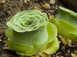 Maybe you would like to learn more about one of these? Euphorbia Milii Sebagai Tanaman Hias Dan Herbal Menguntungkan Tips Perawatan Cantik