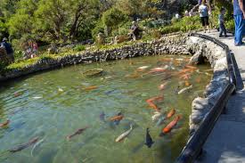 San Antonio Japanese Tea Garden Adrian S Photography San Antonio Japanese Tea Garden Japanese Tea Garden Tea Garden