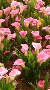 Long Term Calla Lilies Growing Calla Lilies Need Rich Soil Bright Light And Moisture Some People Think Callas Are Good P Lily Plants Calla Lily Lily Garden