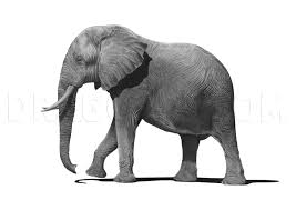 How to draw a realistic elephant step by step? How To Sketch An Elephant Step By Step Drawing Guide By Jtm93 Dragoart Com