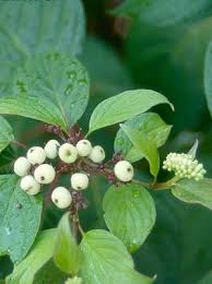 Image result for Sericorema sericea