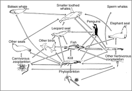 This energy is dispersed among animals in the subsequent three or four levels. Antarctic Food Webs Learnz