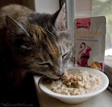 Solid gold cat food reviews. Mini Review Solid Gold Holistic Delights Creamy Bisque Cat Food The Chesnut Mutts