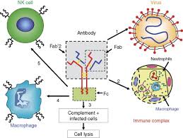 Image result for Infectivity