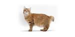 American Bobtail - Wikipedia