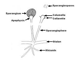 Jamur atau fungi masuk ke dalam organisme yang memperoleh makanan dari organisme lainnya atau biasa disebut heterotrof. Pengertian Kingdom Fungi Lengkap Ciri Klasifikasi Reproduksi Contoh Dan Gambar Markijar Com