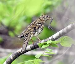 Image result for トラツグミ