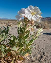 Image result for Nolletia arenosa