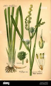 Image result for Typhaceae