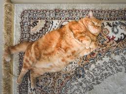 The double whammy of fluid loss from both ends quickly leads to dehydration. What It Means When Your Cat Is Vomiting Clear Liquid