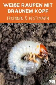 Ein bewerber kommt vorbei und sieht sich nawins zimmer an. Weisse Raupen Mit Braunem Kopf Mit Bildern Bestimmen Gartendialog De Schadlinge Im Garten Gartenerde Braun Werden