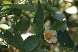 Image result for Sida serratifolia
