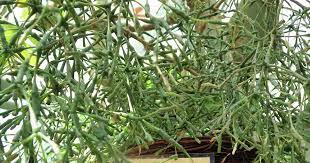 Dancing bones cactus hatiora salicornioides garden. Growing Hatiora Salicornioides How To Care For Dancing Bones Cactus