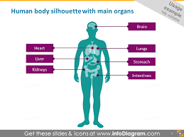 Organs in the body picture. Infographics Human Body Parts Organ Medical Male Female Powerpoint Icons Pptx