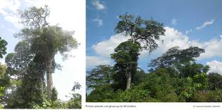 Image result for Strombosiopsis tetrandra