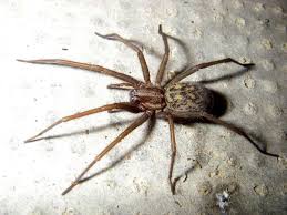 Diese art ist in ganz europa heimisch, auch bei uns im. Bild Grosse Winkelspinne 1246 Jpg Grosse Winkelspinne Spinne Insekten Bilder