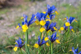 The plants contain resinous purgative irisin and cytotoxic terpenoids that can cause severe vomiting, drooling, and diarrhea, and sometimes leads to death. Iris Flowers Plant Care Growing Guide
