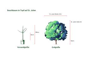 Barry (rochester, usa) in den handel gebracht und fand eine. Pflaume Ontariopflaume Standort Hausgarten Unterlage St Julien Stammumfang 6 8 Wurzel Im Topf Wuchsform Buschbaum Alter 3 Jahrig