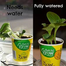 Why Do Plants Need Water Plant Experiments Plant Science Science Experiments Kids