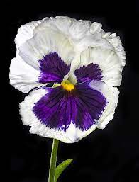 Backlit Purple And White Pansy Pansies Flowers Pansies Flowers Nature