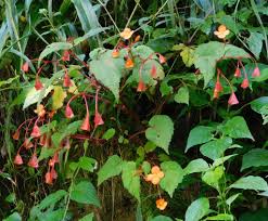 Image result for Begonia sutherlandii