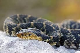 Facts About Water Snakes Water Facts Snake Snake Facts