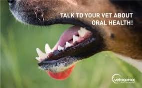 We keep our prices low so you can afford your pet's regular dentals. Your Pet Dentist In Brisbane Kedron Veterinary Clinic