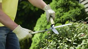 Weigela weigela florida may and june old growth thinning, heading remove old, leggy stems and shape The 1 3 Rule For Pruning Shrubs