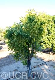 Image result for Clausena lansium