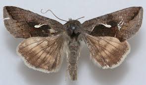 Image result for Syngrapha hochenwarthi