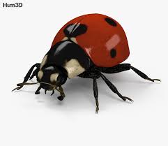 3d Model Of Ladybird Hd 3d Model Ladybird Model