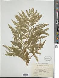 Image result for Pteris buchananii