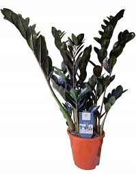 Image result for Zamiokulkas Zamioculcas