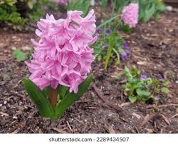 Image result for Hyacinthaceae