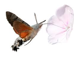 Image result for Stigmella prunetorum