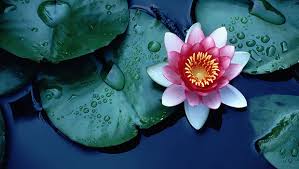 Check spelling or type a new query. Nilufer Cicegi Koruma Altinda Haber Kibris