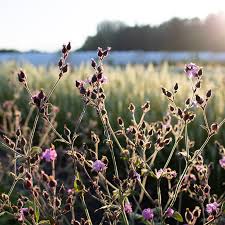 Image result for Silene