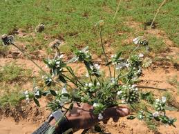 Image result for Leucas